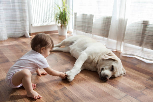 The Top Flooring Options For Pet Owners | Pierce Flooring