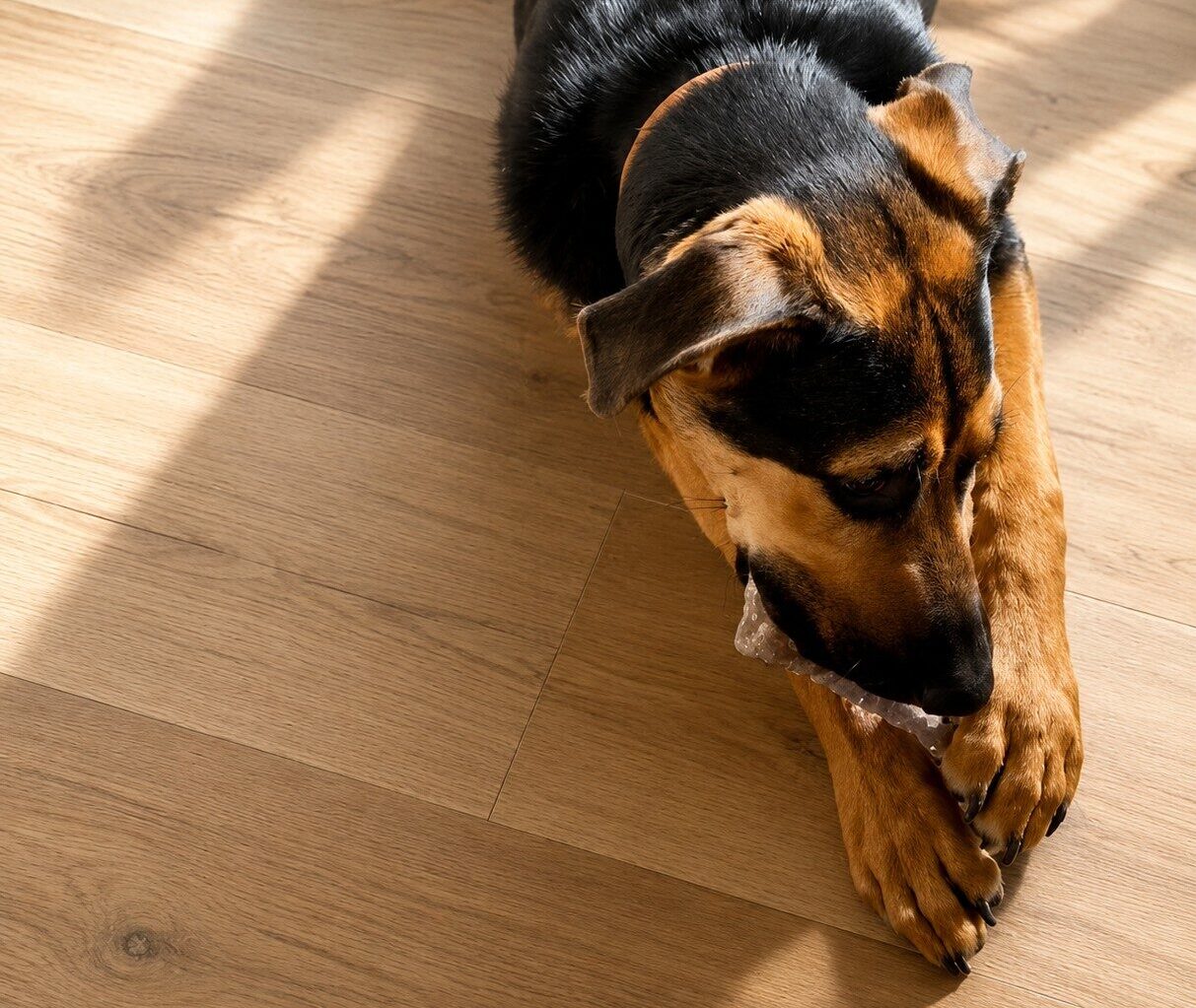 img dogdays e1785531902721 - Pierce Flooring